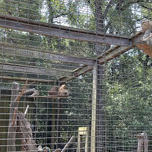 Patas Monkey with a baby