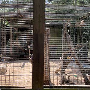 Patas Monkey Exhibit