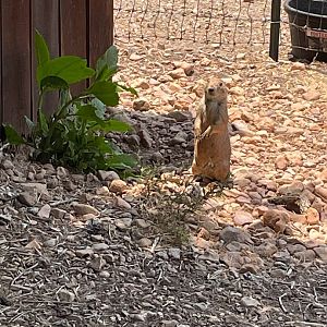 Prairie Dog Standing Sentry