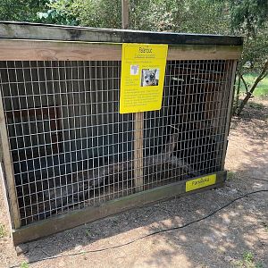 Fanaloka Enclosure