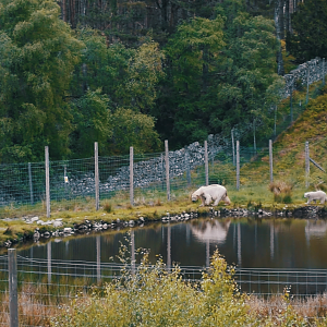Female Polar Bear and cub 'Brodie'