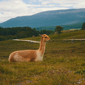 Vicuna