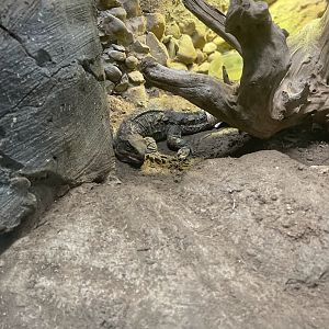 Tuatara