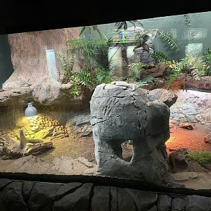 Tuatara Terrarium
