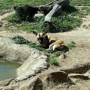 African Painted Dog