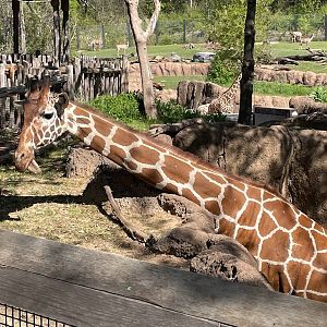 Close-up of the giraffe