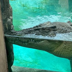 Saltwater Crocodile