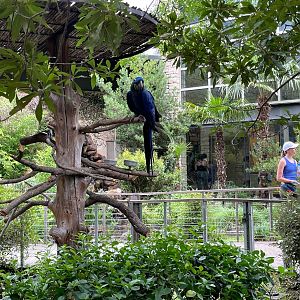 Hyacinth Macaw at MOLA