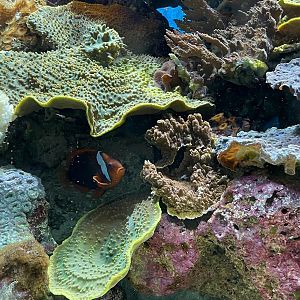 Australian Clownfish