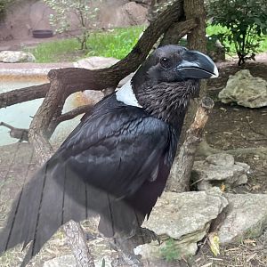 White-Necked Raven