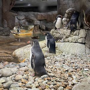 Southern Rockhoppers and Common Eider