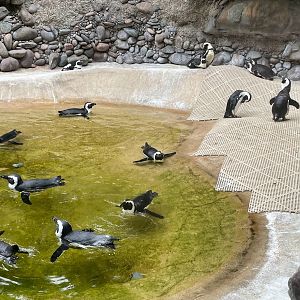 A Lot of African Penguins