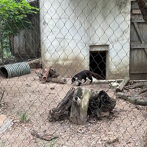 White-nosed Coati