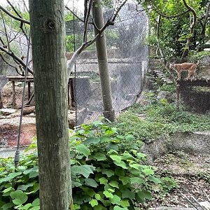 The Coyotes and the Bobcat