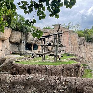 Bonobos at World of Primates
