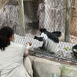 Colobus Feeding Time