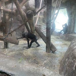 Bonobos Indoor