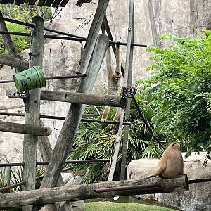 White-cheeked Gibbon