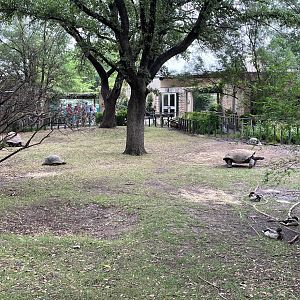 Aldabra Tortoises Outside MOLA