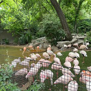 Chilean and Lesser Flamingos