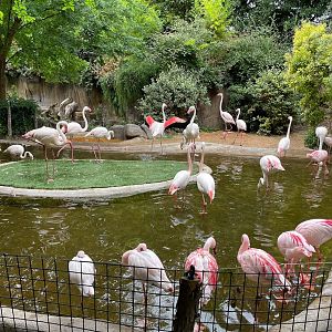Greater and Lesser Flamingos