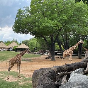 African Savanna Exhibit