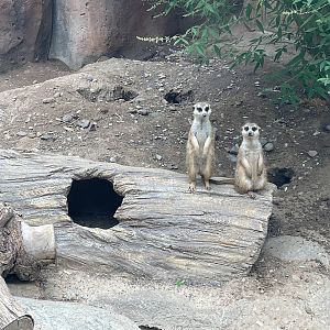 Meerkat