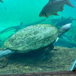 Painted Terrapin With Gharials