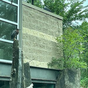 Wild Green Heron With Gharials