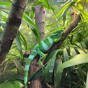 Fiji Banded Iguana