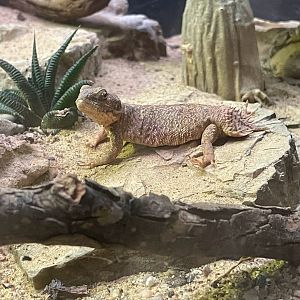 Shield-tailed Agama