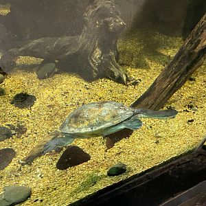 Snake Necked Turtle