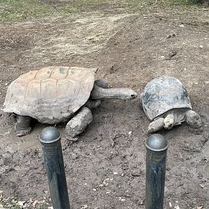 Aldabra Tortoise Extending His Neck