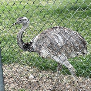 Greater Rhea