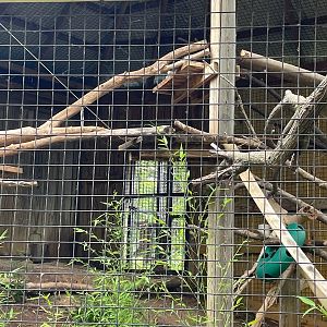 Clouded Leopard Habitat