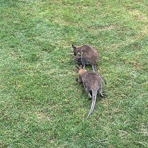 Red-necked Wallaby