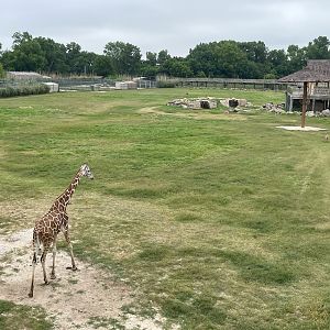 African Savanna at Frank Buck Zoo