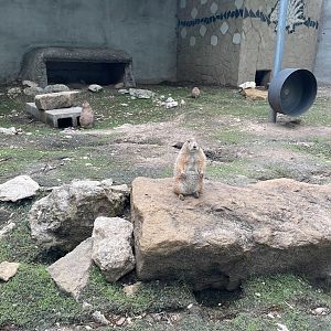 Prairie Dogs