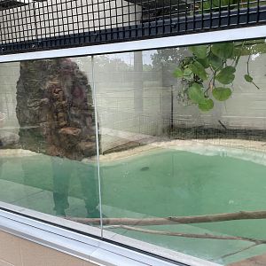 Asian Small Clawed Otter Pool