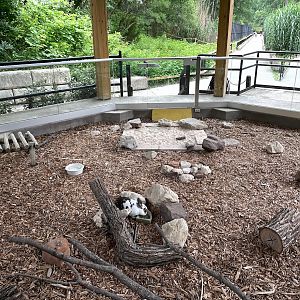 Texas Gopher Tortoise and a Rabbit