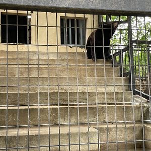 A Black Bear on Stairs