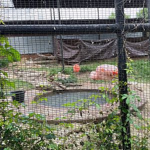 Flamingo and Duck Aviary