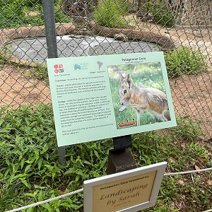 Patagonian Mara Sign