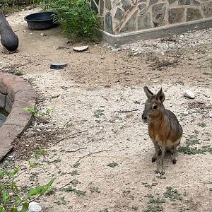 Patagonian Mara