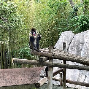 Mandrill at World of Primates