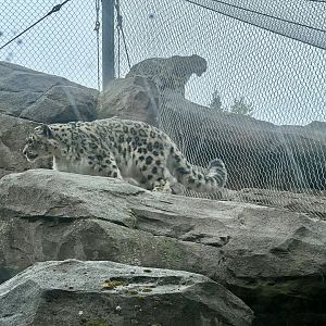 Snow Leopards