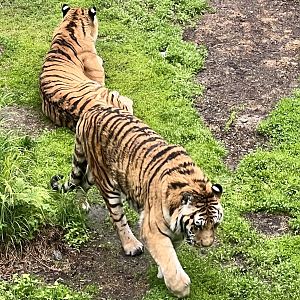 Amur Tigers