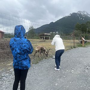 Reindeer Exhibit