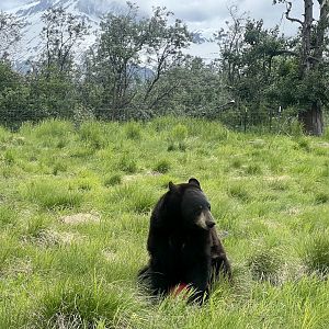 American Black Bear