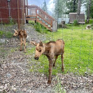 Moose Calves